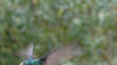 Hummingbird Flying, Costa Rica Birds and Wildlife, Lesser Violetear Hummingbird in Flight in Rainforest, Amazing Nature and Beautiful Birdlife Climate Change and Conservation Background
