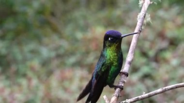 Costa Rica Fiery Throated Hummingbird (panterpe insignis) Close Up Portrait of Colourful Bird Flying Landing on Branch and Taking Off, Beautiful Birdlife Wildlife and Nature Detail Background