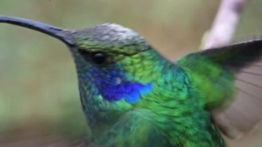 Hummingbird Costa Rica, Lesser Violetear Hummingbird (colibri cyanotus) Close Up Portrait Detail of Face and Eye in Rainforest Cloud Forest, Beautiful Colourful Birdlife and Wildlife