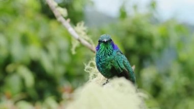 Costa Rica Birds, Lesser Violetear Hummingbird (colibri cyanotus) Perched Perching on Branch and Taking Off Close Up in Rainforest Cloud Forest, Beautiful Colourful Birdlife and Wildlife