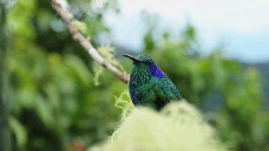 Costa Rica Birds, Lesser Violetear Hummingbird Portrait (colibri cyanotus) Perched Perching on Branch and Taking Off Close Up in Rainforest Cloud Forest, Colourful Exotic Birdlife and Wildlife