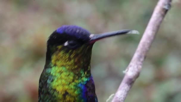 Costa Rica Hummingbird Fiery Throated Hummingbird Panterpe Insignis Bird Close — Αρχείο Βίντεο