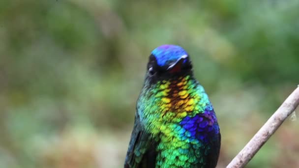 Costa Rica Hummingbird Fiery Throated Hummingbird Panterpe Insignis Bird Close — Vídeos de Stock
