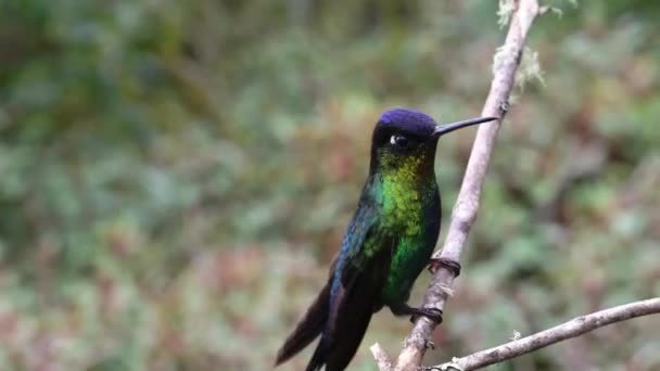 Costa Rica Fiery Throated Hummingbird Panterpe Insignis Close Portrait Colourful — Wideo stockowe