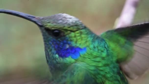 Hummingbird Costa Rica Lesser Violetear Hummingbird Colibri Cyanotus Close Portrait — ストック動画