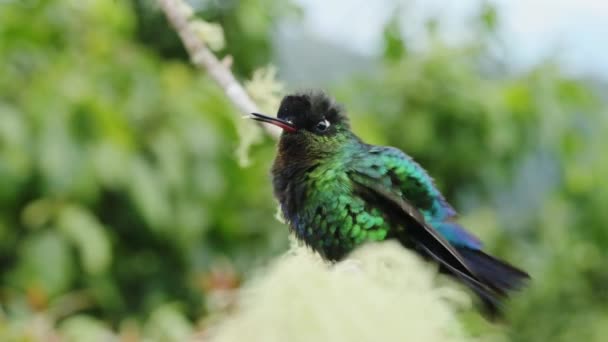 Costa Rica Fiery Throated Hummingbird Panterpe Insignis Chirping Making Noise — Stock video
