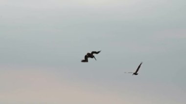 Costa Rica Birds and Wildlife, Brown Pelicans (pelecanus occidentalis), Amazing Animal Moments and Behavior, Birdwatching a Flock Flying in Flight, Fishing Diving in Pacific Ocean Sea