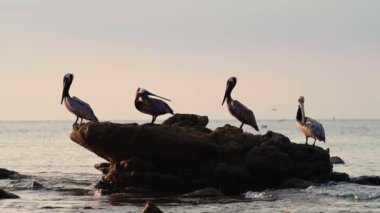 Brown Pelicans (pelecanus occidentalis), Beautiful Costa Rica Wildlife, Group of Birds Sitting on Rocks on the Pacific Ocean Coast with Coastal Scenery and Sea in Beautiful Golden Sun Light