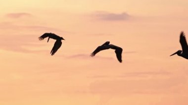 Costa Rica Birds and Wildlife, Brown Pelican (pelecanus occidentalis) Feeding Frenzy, Amazing Animal Behaviour of Large Flock Flying and Diving in Pacific Ocean Coast at Sunset, Punta Leona