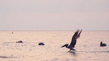 Costa Rica Birds and Wildlife, Brown Pelican (pelecanus occidentalis) Flying Fishing and Diving in Pacific Ocean Coast, Amazing Animal Behaviour of Large Flock Feeding at Sunset, Punta Leona