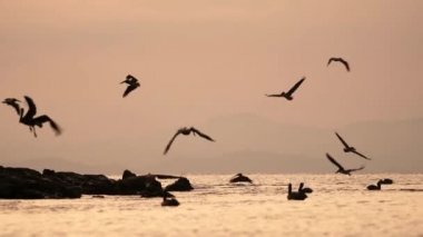 Costa Rica Birds and Wildlife, Brown Pelican (pelecanus occidentalis) Feeding Frenzy, Amazing Animal Behaviour of Large Flock Flying and Diving in Pacific Ocean Coast at Sunset, Punta Leona