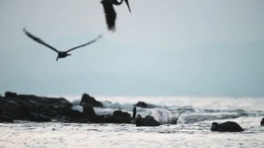 Costa Rica Birds and Wildlife, Brown Pelican (pelecanus occidentalis) Feeding Frenzy, Amazing Animal Behaviour of Large Flock Flying Fishing and Diving in Pacific Ocean Coast and Sea, Punta Leona