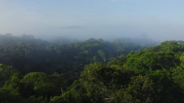 Aerial Drone View of Rainforest Canopy Above Treetops in Trees, Costa Rica Misty Tropical Jungle Scenery with Trees and Lush Green Landscape, High Up Establishing About Climate Change
