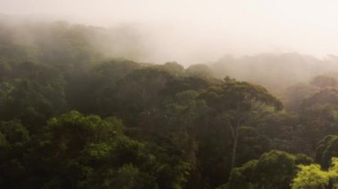 Aerial Drone Shot Above Rainforest Scenery in Costa Rica, Misty Tropical Jungle Landscape High Up Above Clouds in Amazing Dramatic Light with Atmospheric Mist at Boca Tapada in Central America