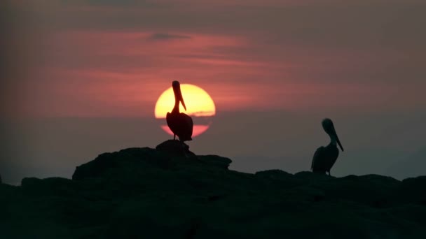 Bird Silhouetted Setting Sun Sunset Brown Pelican Pelecanus Occidentalis Silhouette — Stok video
