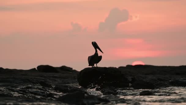 Bird Silhouetted Sunset Brown Pelican Pelecanus Occidentalis Silhouette Sitting Rocks — Vídeos de Stock