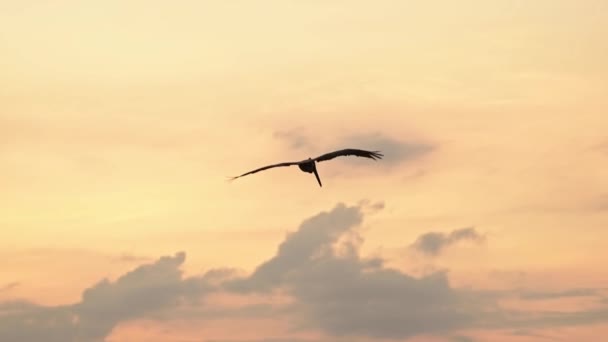 Costa Rica Birds Wildlife Brown Pelican Pelecanus Occidentalis Flying Fishing — Stock videók