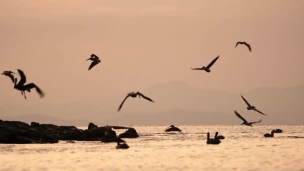 Costa Rica Birds Wildlife Brown Pelican Pelecanus Occidentalis Feeding Frenzy — Stockvideo
