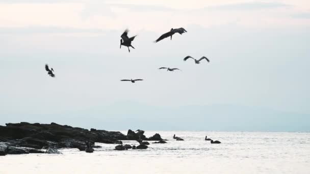 Costa Rica Birds Wildlife Brown Pelicans Pelecanus Occidentalis Amazing Animal — Stockvideo