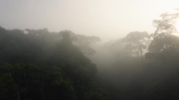 Aerial Drone View Costa Rica Rainforest Canopy Trees Mist Beautiful — Video Stock