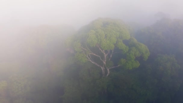 Aerial Drone View Costa Rica Rainforest Canopy Trees Mist Beautiful — Vídeo de Stock