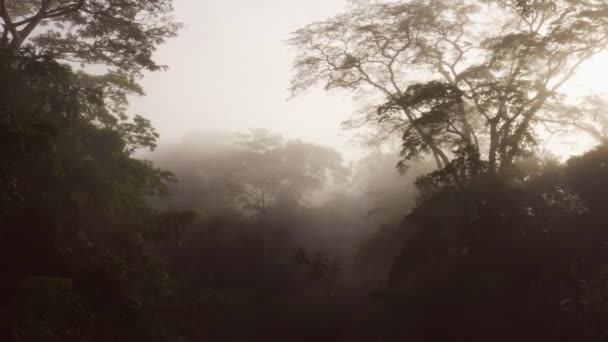 Aerial Drone View Costa Rica Misty Rainforest Scenery Trees Tree — Vídeo de Stock
