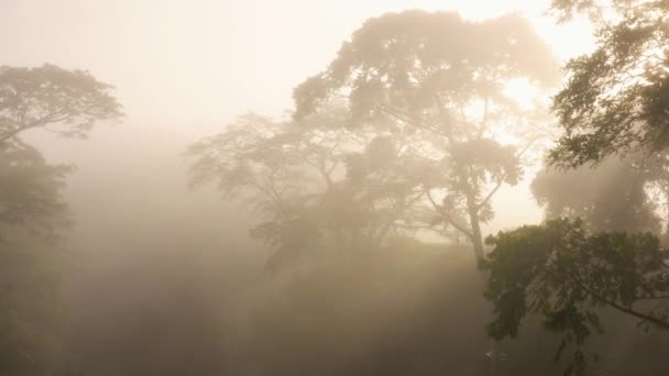 Aerial Drone View Costa Rica Rainforest Landscape Beautiful Misty Trees — Vídeo de Stock