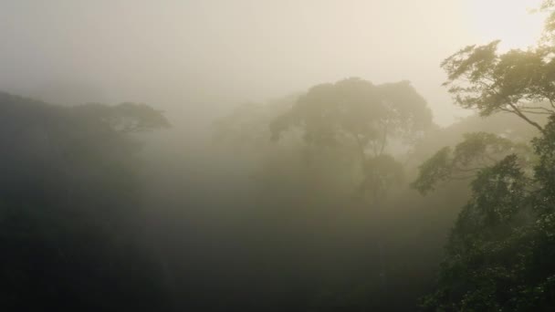 Aerial Drone View Costa Rica Misty Rainforest Scenery Trees Tree — Αρχείο Βίντεο
