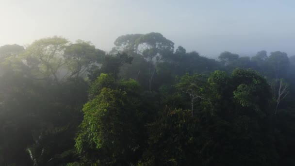 Aerial Drone View Rainforest Canopy Treetops Trees Costa Rica Misty — Wideo stockowe