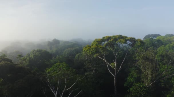 Aerial Drone View Costa Rica Rainforest Canopy Large Tree Treetops — Vídeos de Stock