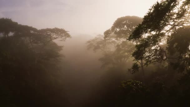 Aerial Drone View Costa Rica Rainforest Canopy Trees Mist Beautiful — стоковое видео