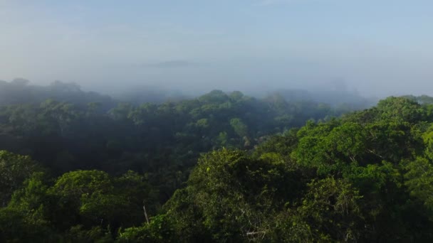 Aerial Drone View Rainforest Canopy Treetops Trees Costa Rica Misty — Stok video