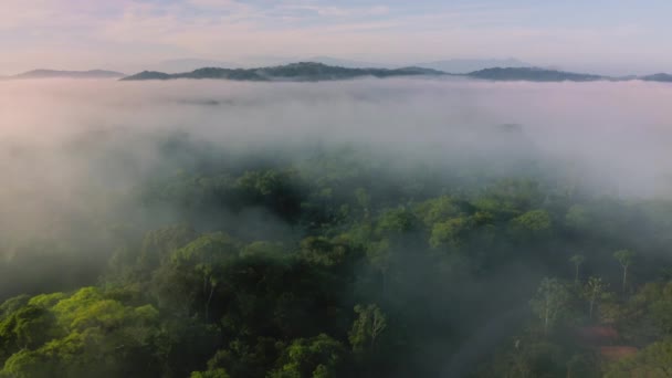 Aerial Drone View Misty Rainforest Costa Rica Clouds Trees Misty — Stok video
