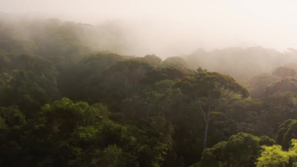 Aerial Drone Shot Rainforest Scenery Costa Rica Misty Tropical Jungle — Stok video