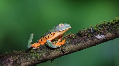 Tree Frog, Costa Rica Wildlife and Animals in Rainforest, Tiger Leg Monkey Tree Frog (northern orange legged leaf frog, pithecopus hypochondrialis) Close Up Portrait Making a Noise, Central America