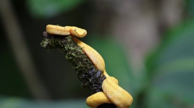 Costa Rica Snake, Wildlife of Eyelash Viper Snake (bothriechis schlegelii), Dangerous Rainforest Animals, Curled Up Portrait on Branch with Bright Yellow Brightly Coloured Venomous Snake,