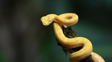 Costa Rica Snake, Wildlife of Eyelash Viper Snake (bothriechis schlegelii), Dangerous Rainforest Animals, Curled Up on Branch with Bright Yellow Brightly Coloured Venomous Snake,