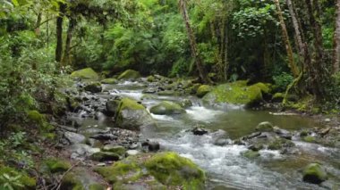 Aerial Drone View of River in Costa Rica Rainforest Scenery, Beautiful Nature with Water Flowing Through the Jungle at Savegre, San Gerardo De Dota, Central America