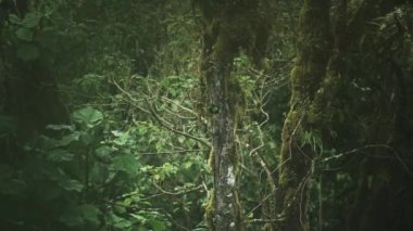 Male Resplendent Quetzal (pharomachrus mocinno) in Rainforest, Flying Leaing its Birds Nest in a Hole in a Tree Hollow, Bright Green Tropical Bird and WIldlife in Costa Rica, Central America