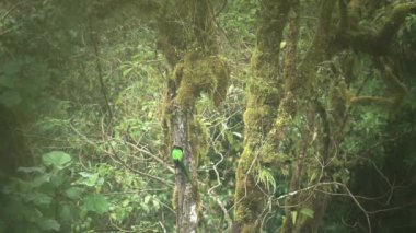 Male Resplendent Quetzal (pharomachrus mocinno) in Rainforest, Flying Returning to its Birds Nest in a Hollow in a Tree Hole, Bright Green Famous Iconic Bird Species, Costa Rica, Central America