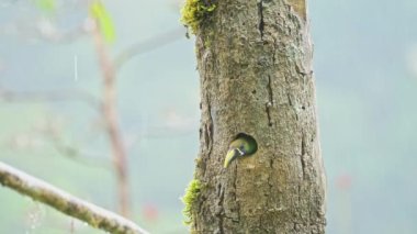 Costa Rica Colourful Birds, Emerald Toucanet (aulacorhynchus prasinus), a Beautiful Green Exotic Bird Flying Away Leaving its Hollow Tree Hole Birds Nest while Raining in the Rainforest