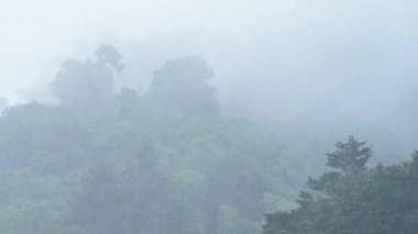 Heavy Rain in Rainforest with Misty Foggy Trees, Raining in Rainy Season in a Tropical Blue Mysterious Storm Landscape with Mist, Blue Tones Nature Background of Wet Weather Climate in Costa Rica