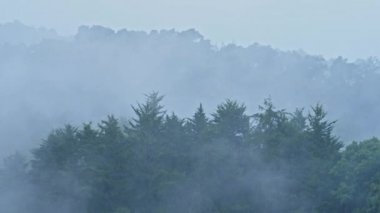 Heavy Rain in Pine Trees Forest Landscape with Misty Foggy Blue Scenery, Raining in Rainy Season in a Mysterious Atmosphere with Mist, Nature Background of Wet Weather Climate in Costa Rica