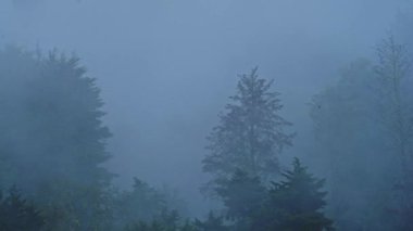 Heavy Rain in Rainforest with Trees, Raining in Rainy Season in a Tropical Storm Landscape with Trees, Blue Tones Nature Background of Wet Weather Climate in Costa Rica, Central America
