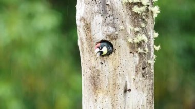 Costa Rica Bird, Acorn Woodpecker (melanerpes formicivorus) in its Birds Nest Hole in a Tree Hollow, Tropical Jungle Wildlife at San Gerardo De Dota, Costa Rica, Central America