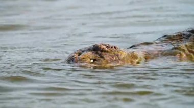 Costa Rica Wildlife, American Crocodile (crocodylus acutus) Close Up Detail of Nose While Swimming in the Water of the Tarcoles River, Puntarenas Province, Central America