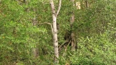 Costa Rica Mangroves Scenery on Tarcoles River Landscape, Beautiful Green Trees and Nature with Sunset and Sun Shining Through Trees, Puntarenas Province, Central America