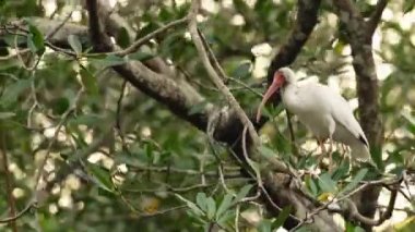 Costa Rica Birds, American White Ibis (eudocimus albus) Perched Perching on a Branch in a Tree in Mangroves, Tarcoles River Birdlife, Costa Rica Wildlife Holiday Vacation, Bird Life and Nature