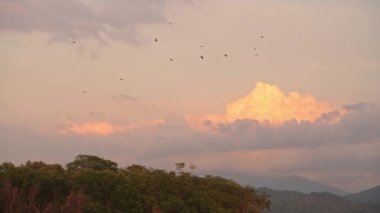 Wildlife Holiday Bird Watching Vacation in Costa Rica, Black Vultures Circling Overhead With Tropical Rainforest Trees and Dramatic Orange Sunset Clouds, Beautiful Nature Landscape