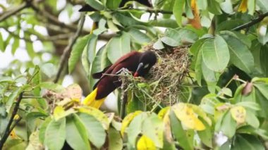 Montezuma Oropendola (psarocolius montezuma), uilding a Nest in a Tree in the Rainforest of Costa Rica, Bird and Wildlife in Tortuguero National Park, Central America